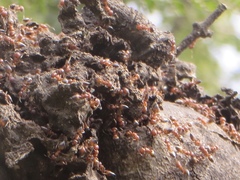 Crematogaster castanea arborea