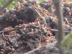 Crematogaster castanea arborea