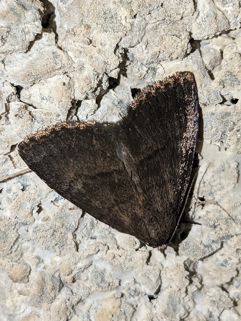 Anthracia ephialtes