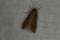 Parapoynx tullialis