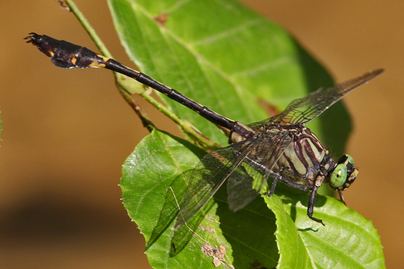Blackwater Clubtail