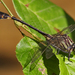 Blackwater Clubtail - Photo (c) Diana-Terry Hibbitts, some rights reserved (CC BY-NC), uploaded by Diana-Terry Hibbitts