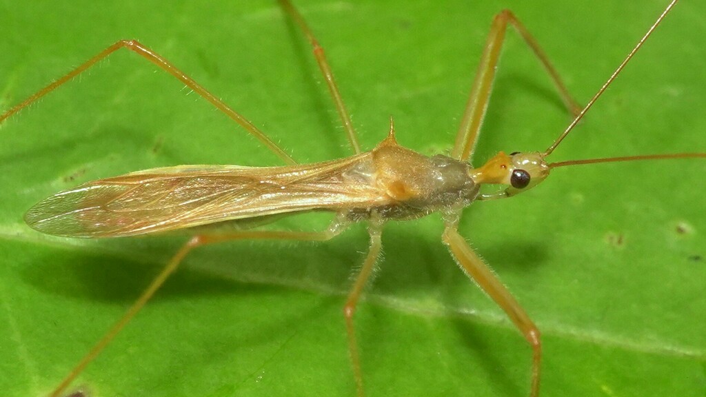 Serendiba pundaluoyae