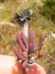 Lampranthus stenus