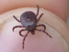 Rhipicephalus maculatus