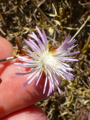 Lampranthus stenus