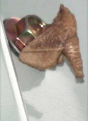 Griseothosea fasciata