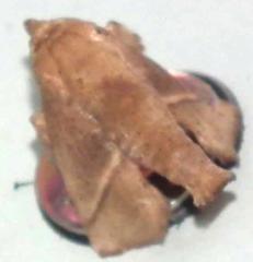 Griseothosea fasciata