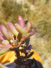 Lampranthus stenus