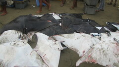 Oceanic Manta Ray