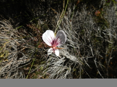Pelargonium articulatum