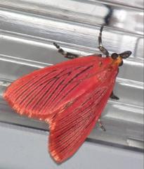 Arctioblepsis rubida