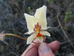 Pelargonium articulatum