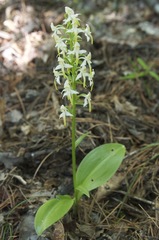 Platanthera densa
