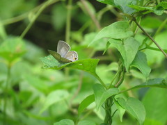 Catochrysops panormus exiguus