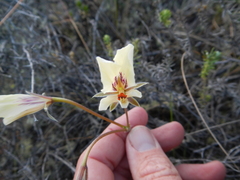 Pelargonium articulatum