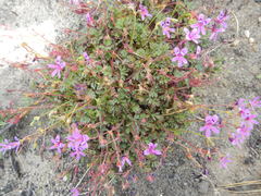 Pelargonium columbinum