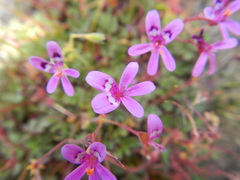 Pelargonium columbinum