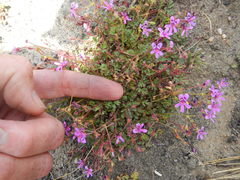 Pelargonium columbinum
