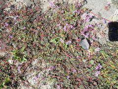 Pelargonium columbinum