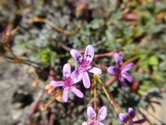 Pelargonium columbinum
