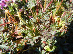 Pelargonium columbinum