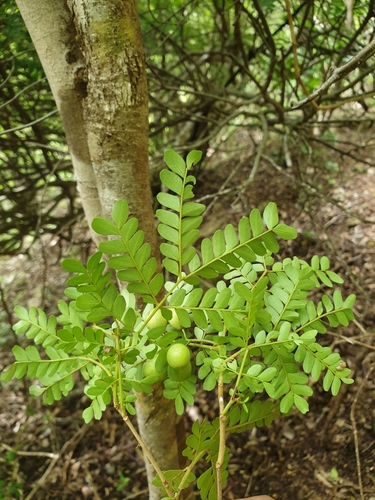 Macphersonia gracilis image