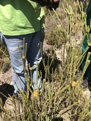 Leucadendron thymifolium
