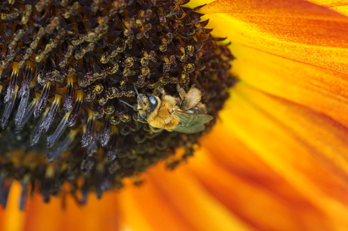 Agile Long-horned Bee photo 6