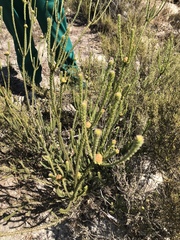 Leucadendron thymifolium