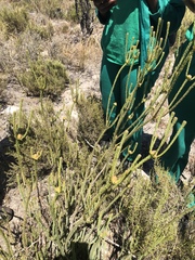 Leucadendron thymifolium