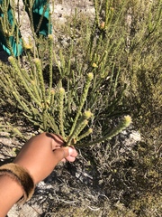 Leucadendron thymifolium