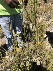 Leucadendron thymifolium