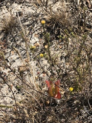 Marasmodes trifida