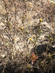 Marasmodes trifida