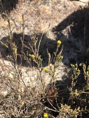 Marasmodes trifida