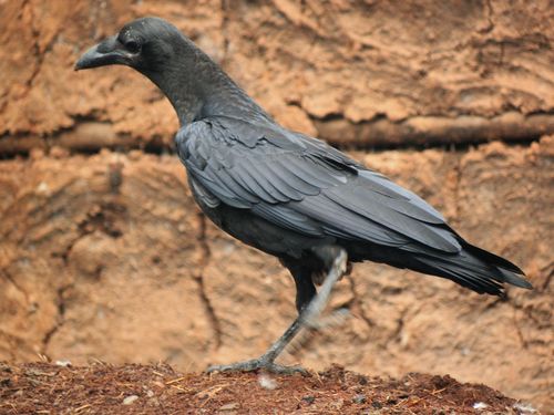 Fan-tailed Raven