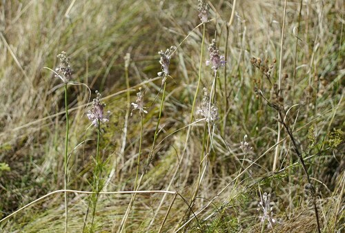 Allium paniculatum, photograph 6