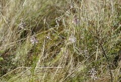 Allium paniculatum, photograph Roman, CC BY, iNaturalist via GBIF