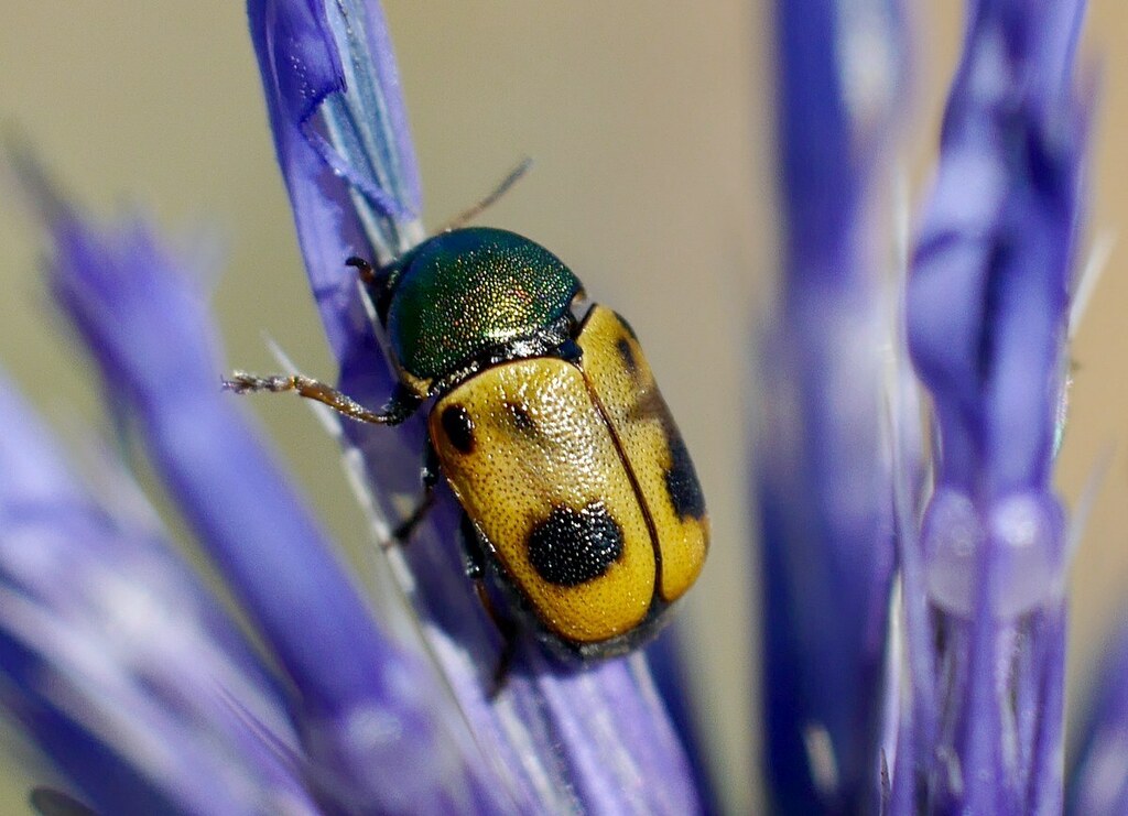Cryptocephalus laetus