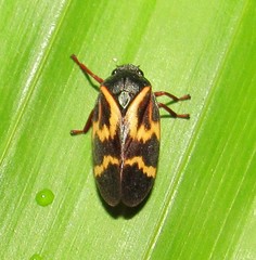 Deois flexuosa