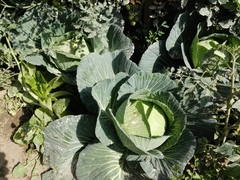 Brassica oleracea capitata