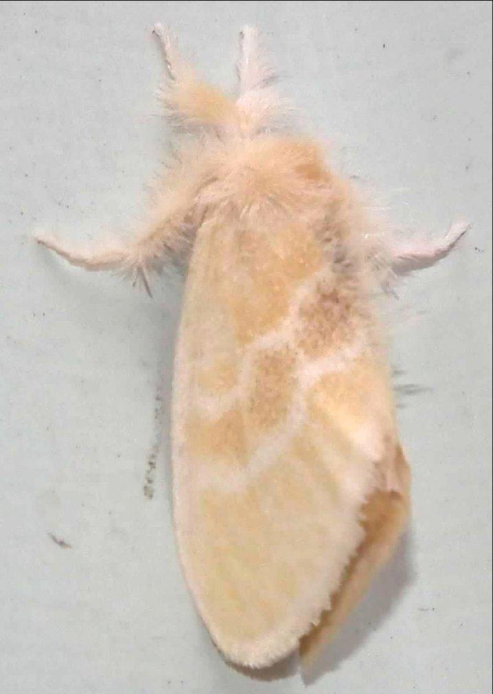 Euproctis seitzi