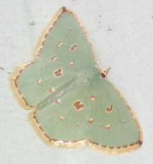 Comostola meritaria