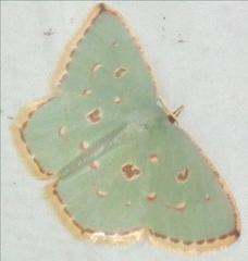 Comostola meritaria