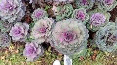 Brassica oleracea acephala