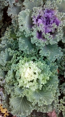 Brassica oleracea acephala