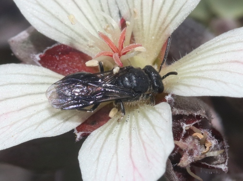 Hylaeus volcanicus, 2023-07-23