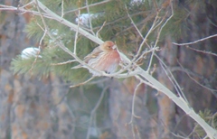 Carpodacus roseus