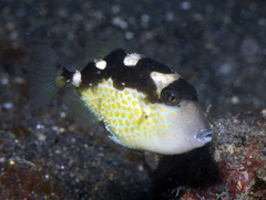 Starry Triggerfish photo 3